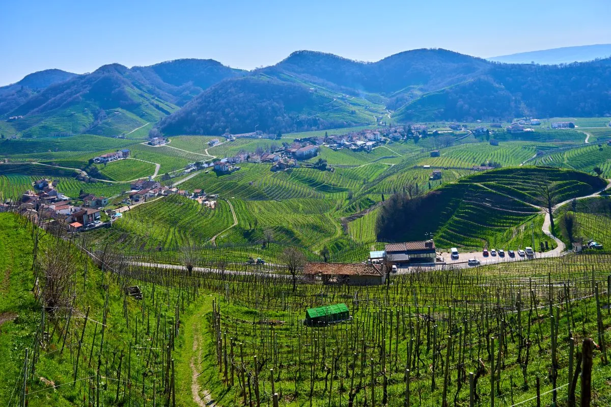 Vinohrad v regióne Prosecco
